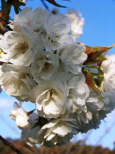 And the blossom unfolds