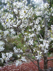 Rocklyn springtime 012